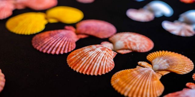 World of seashells mauritius (2)